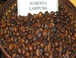 Pemprov Lampung Dorong Produktivitas Kopi Robusta