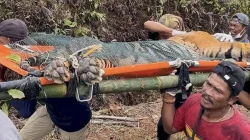 Petugas evakuasi harimau yang terjebak di Lampung Barat